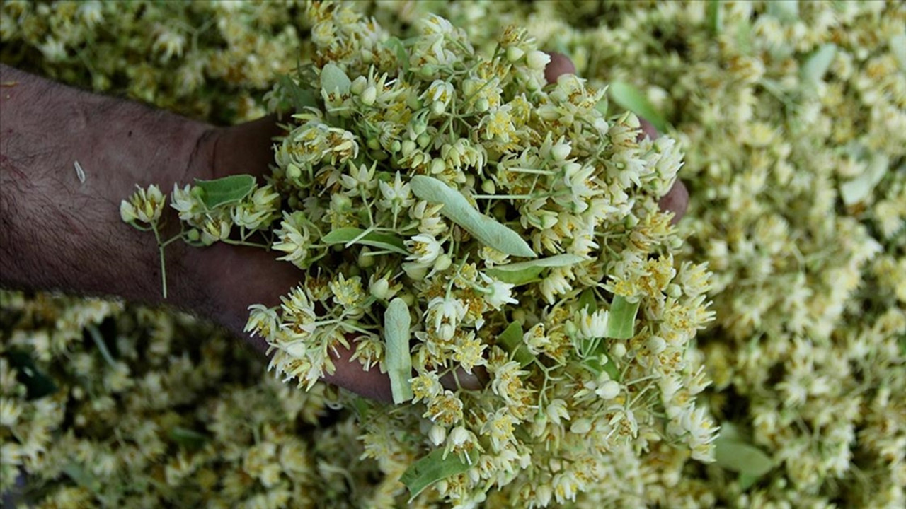 Aktarlarda pahası altınla yarışan eser: Ihlamur
