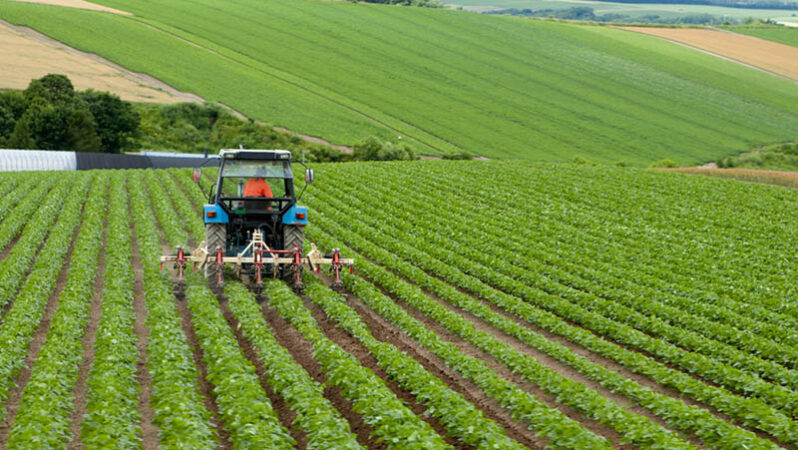 Bitkisel üretim 2024’te bir evvelki yıla nazaran tarla eserlerinde azaldı, meyve ve zerzevat kümesinde arttı