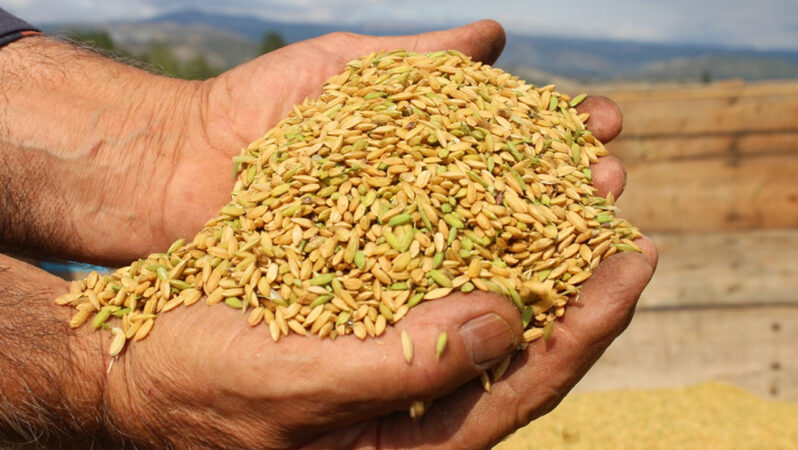 Çeltikte ani hareketlenme! TMO uyardı