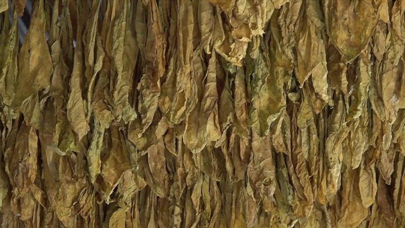 Esnaf yasa dışı tütün ticaretine karşı birleşti: 100 milyar lira vergi kaybına dur dendi!