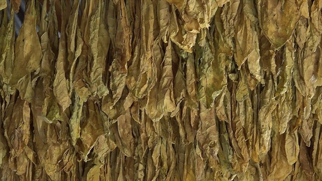 Esnaf yasa dışı tütün ticaretine karşı birleşti: 100 milyar lira vergi kaybına dur dendi!