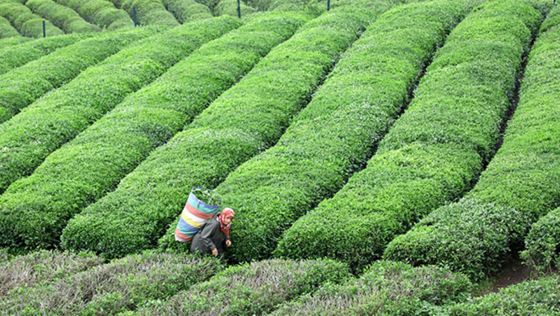RTB Başkanı yaş çay sezonunu kıymetlendirdi: En büyük sorun artan maliyetler ve yüksek enflasyon
