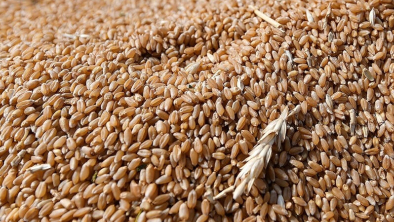 Suriye’de buğday krizi: Rusya ihracatı durdurdu, Ukrayna talip oldu