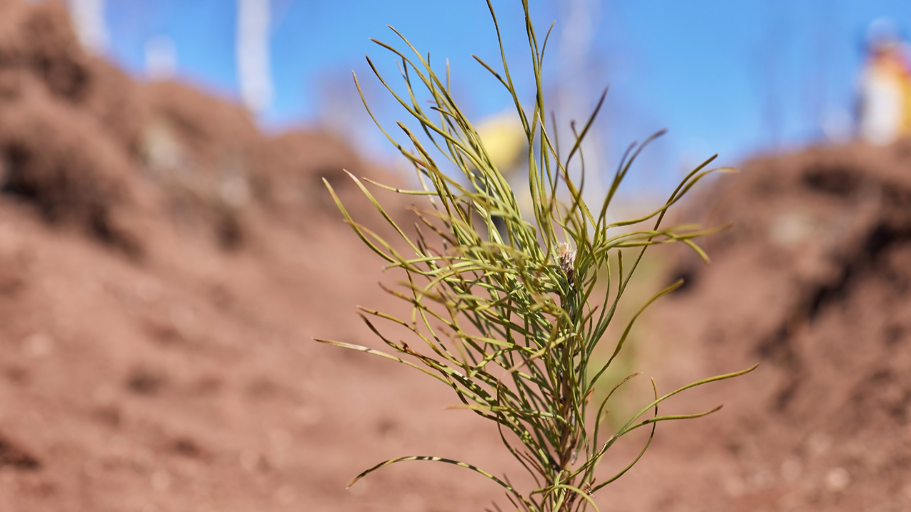 Uludağ Elektrik’ten tabiata katkı
