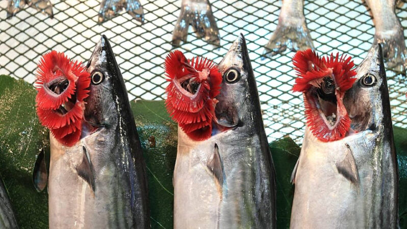 Palamut bir kere daha en çok satan balık! Hamsiden birinciliği aldı