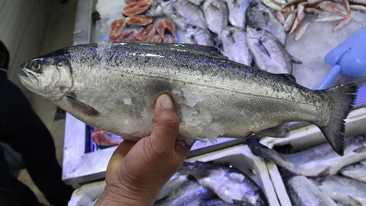 Türk somonu ihracatı 2024’te 498 milyon doları buldu