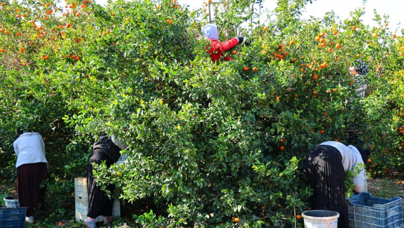 Türkiye’deki Suriyelilerin dönüşü tarım bölümünü nasıl tesirler? 'Sektör biter, önlem şart' dedi Türkiye’deki Suriyelilerin dönüşü tarım bölümünü nasıl tesirler? ‘Sektör biter, önlem şart’ dedi