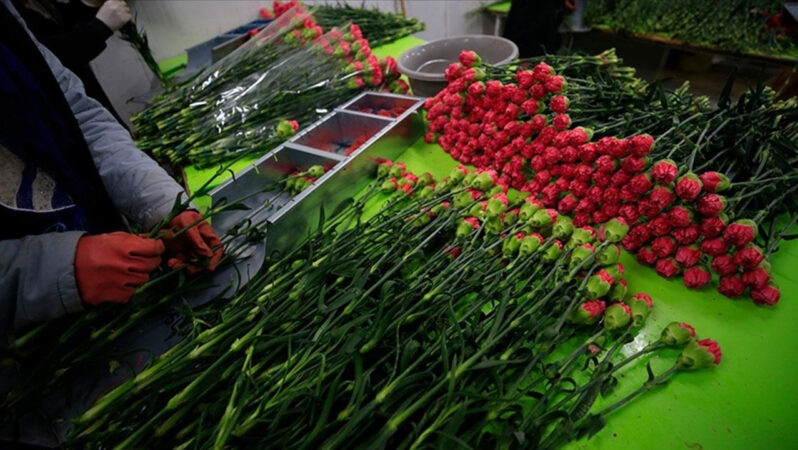 Türkiye’den 80 ülkeye 141 milyon dolarlık çiçek ihracatı