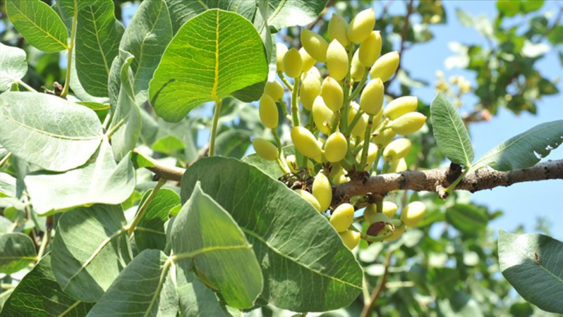 Üretim ölçüsüyle 2024’te çiftçiyi üzen ve sevindiren eserler açıklandı