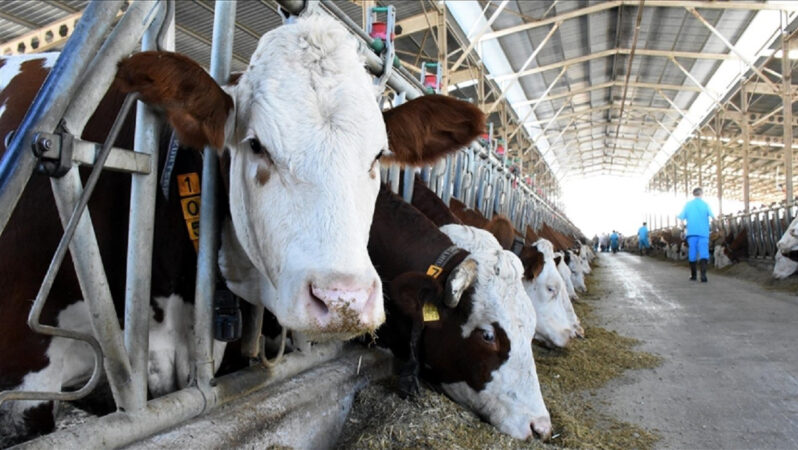 2024 Yılı Hayvansal Üretim İstatistikleri Açıklandı