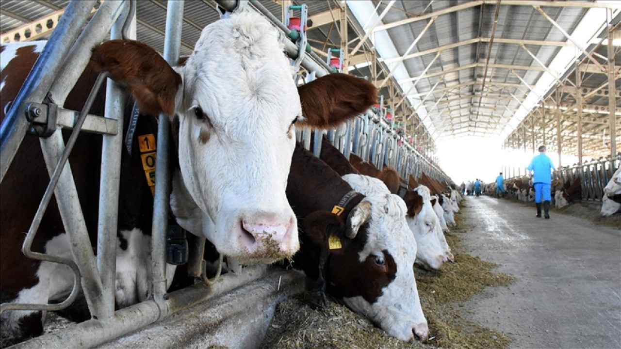 2024 Yılı Hayvansal Üretim İstatistikleri Açıklandı