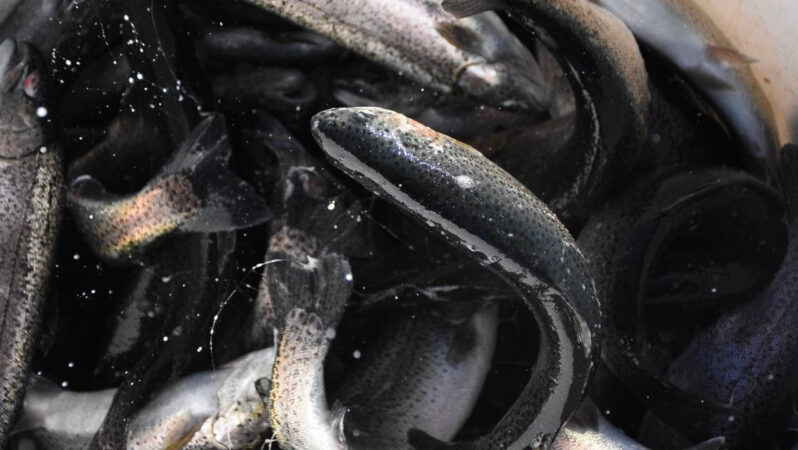 Doğu Karadeniz İhracatında Su Ürünleri ile Öne Çıkıyor