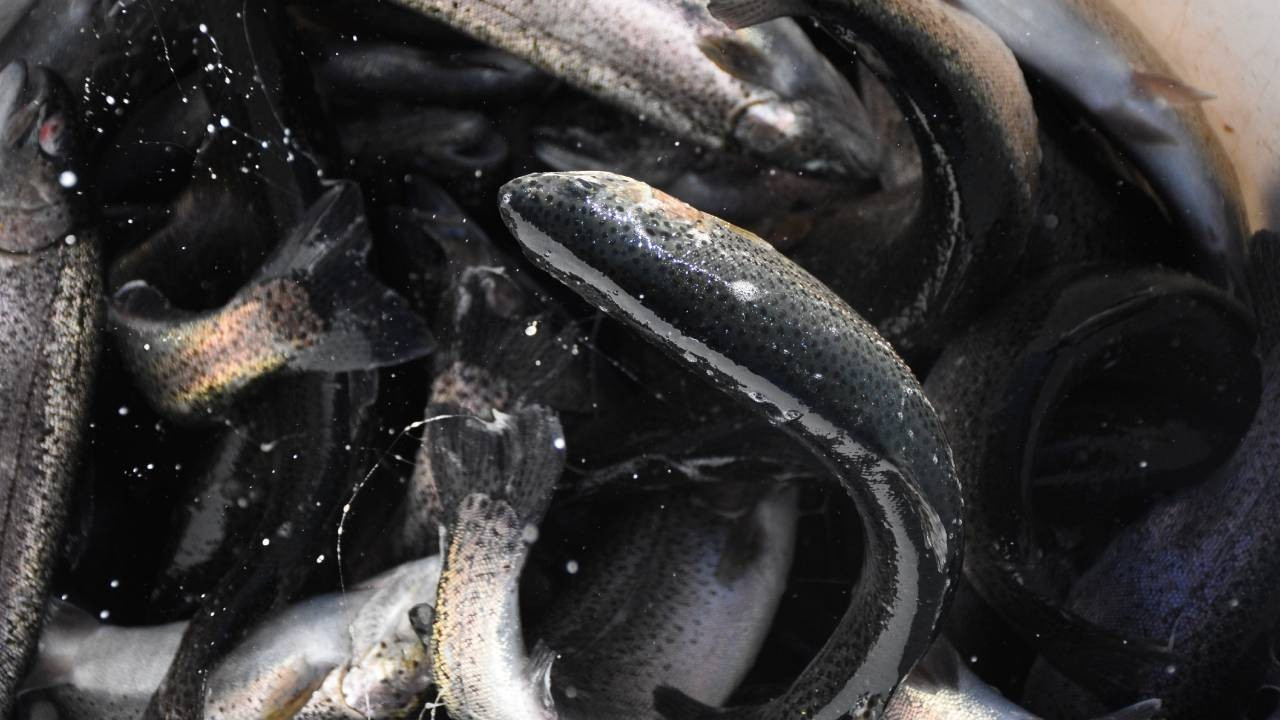 Doğu Karadeniz İhracatında Su Ürünleri ile Öne Çıkıyor