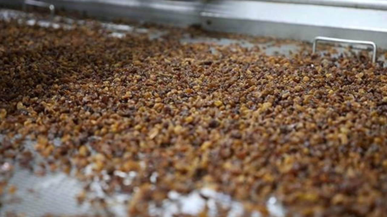 Çekirdeksiz kuru üzüm ihracatı dönemin birinci yarısında 310 milyon dolar oldu