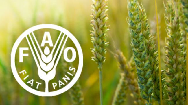 FAO: Besin Fiyat Endeksi yükseldi