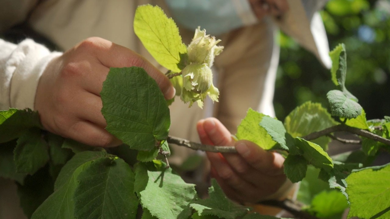 Ferrero Fındık’tan Türk iktisadına 1,4 milyar euroluk katkı