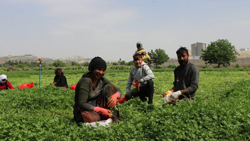 Mevsimlik tarım personellerinin fiyatları yüzde 84,2 arttı! İşte yevmiyenin en yüksek olduğu vilayetler