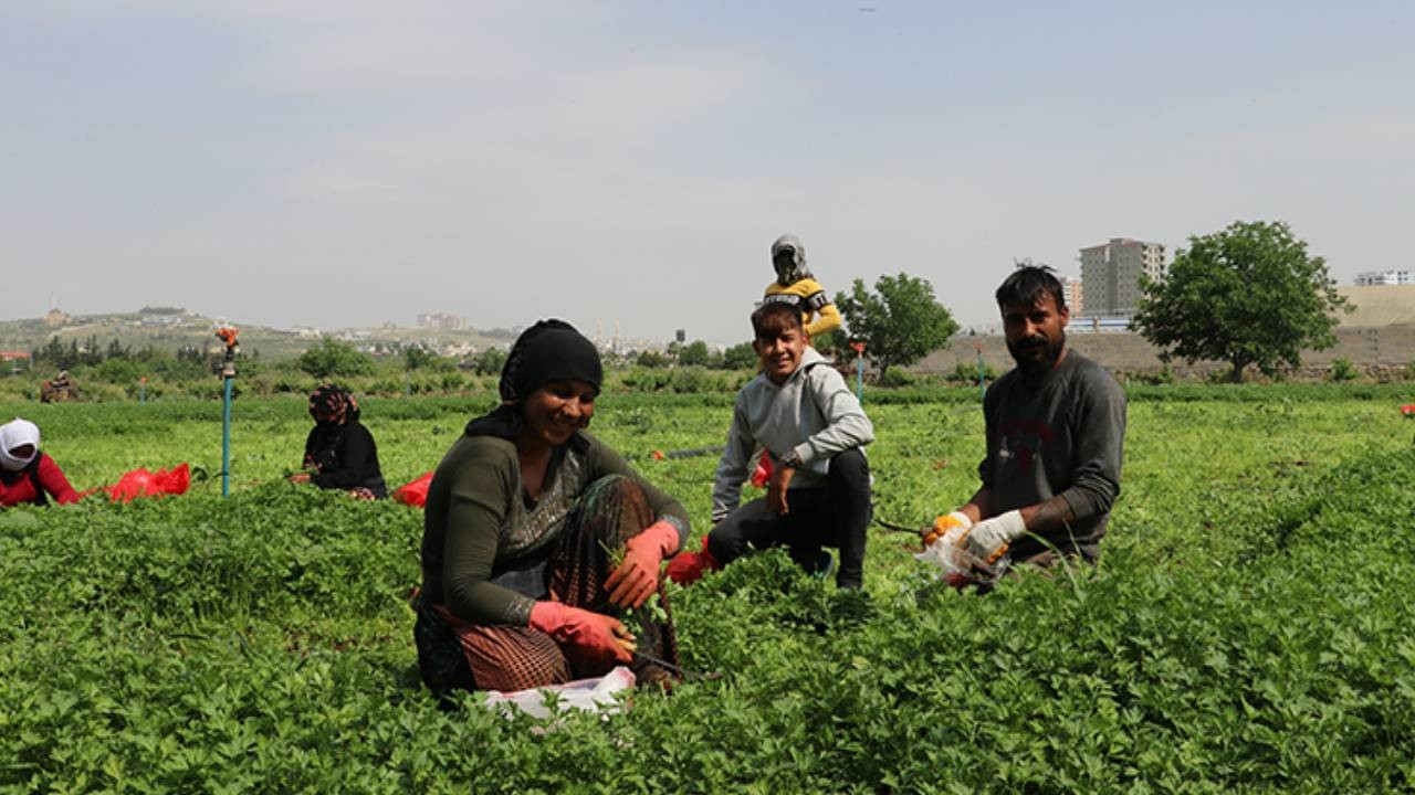 Mevsimlik tarım personellerinin fiyatları yüzde 84,2 arttı! İşte yevmiyenin en yüksek olduğu vilayetler
